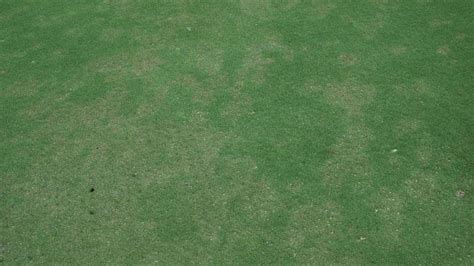 Pythium Root Rot In Turf Nc State Extension Publications