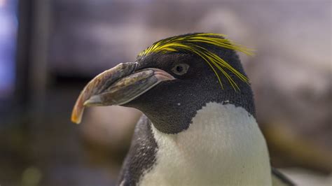 Macaroni Penguin · Tennessee Aquarium