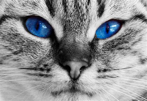 We did not find results for: Cat Blue Eyes Free Stock Photo - Public Domain Pictures