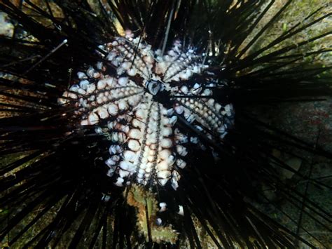 Diadema Long Spined Sea Urchin ⋆ St Eustatius National Parks