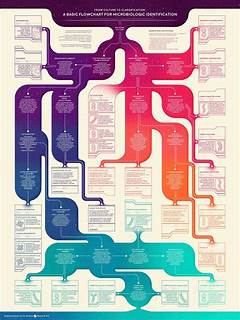 Flowchart For Unknown In Microbiology