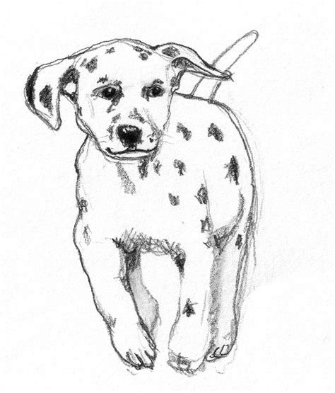 See dog sketch stock video clips. Dog sketches - Pencil drawings of dogs