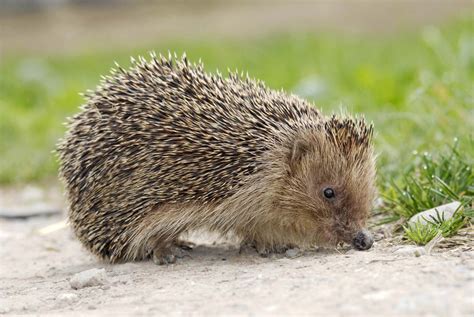 Hedgehog Awareness Week Saving Earth Encyclopedia Britannica