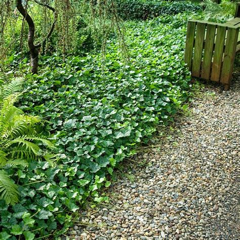 English Ivy Groundcover Great Garden Plants Front Yard
