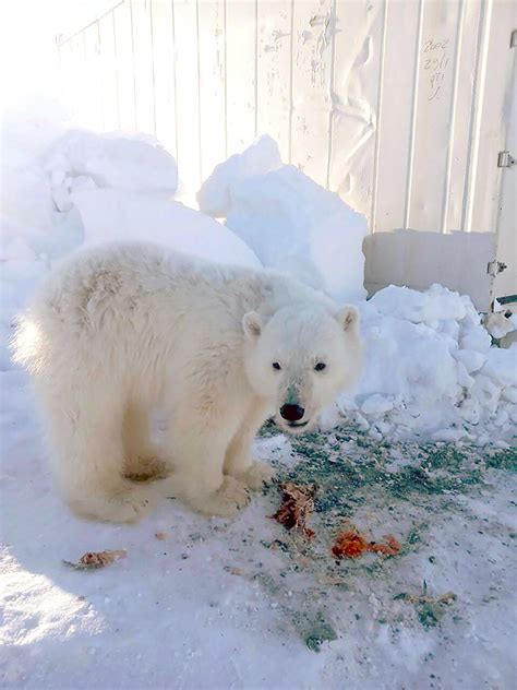 Orphaned Polar Bear Loves To Hug The Arctic Workers Who Rescued Her