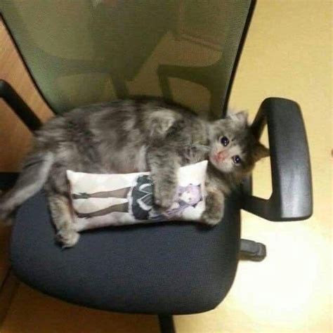 Maybe you would like to learn more about one of these? Pin on Cats Doing Things