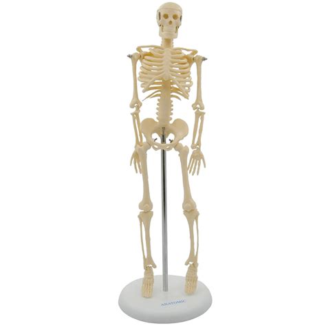 Esqueleto Modelo 45cm Anatomic Fisiofernandes