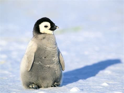 Cute Baby Emperor Penguin Schilder Grafisch