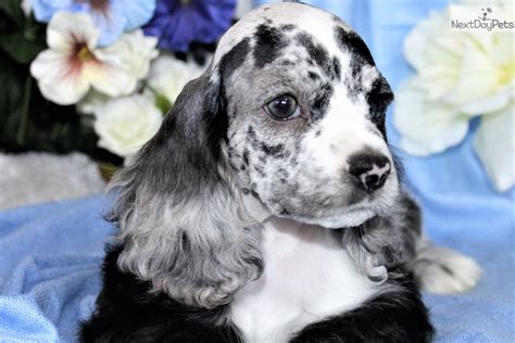 The english cocker spaniel is both playful and refined. Glam: Cocker Spaniel puppy for sale near Denver, Colorado | 4a281a00-ac31