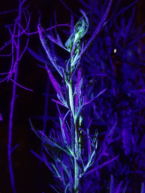 Learn its other many uses and why this herb is a winning ingredient to your dog's diet. Fluorescent plant highlight: Dog Fennel - Florida Adventurer