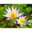 Water Lilies Flowers Leaves Wallpapers HD / Desktop And Mobile 