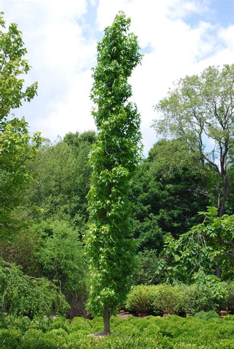 Columnar Sweetgum Landscaping Trees Landscape Backyard Trees