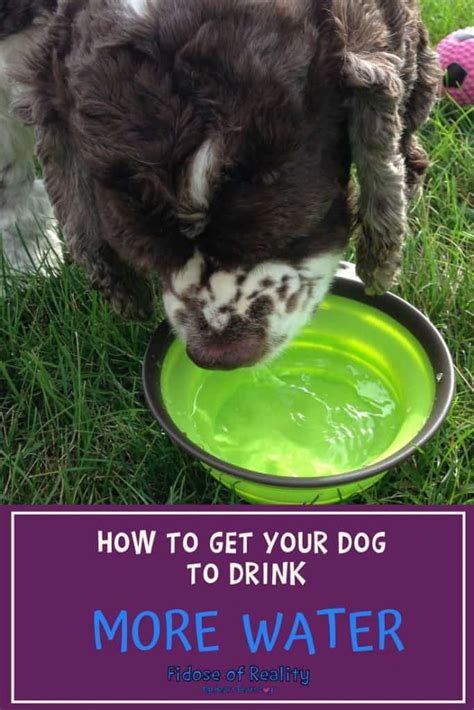 How To Get Your Dog To Drink More Water Fidose Of Reality