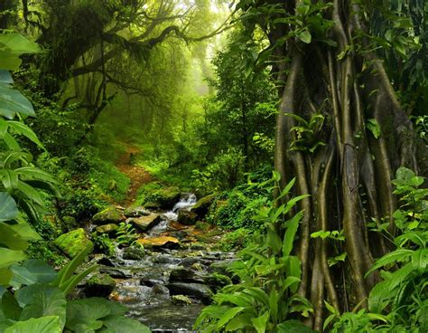 Pin De Vishnukaurora En Nature Fotos De Selva Tropical Fotos De La