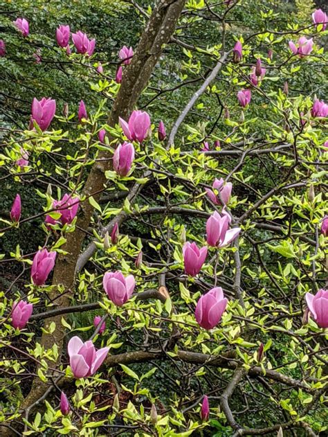 Magnolias Deciduous And Evergreen