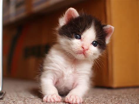 フリー画像 動物写真 哺乳類 ネコ科 猫ネコ 子猫 超癒し系 かわいい動物の赤ちゃん画像 Naver まとめ
