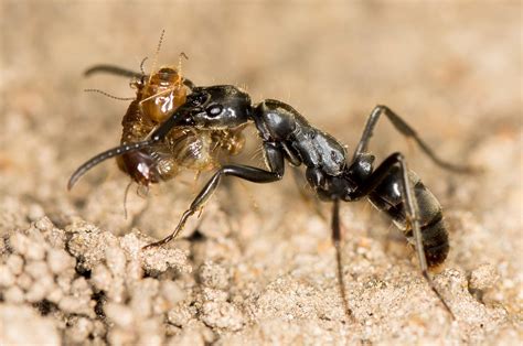 Tipos de hormigas Especies Características y FOTOS