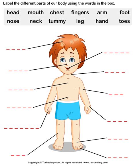 On this page, you can find a collection of pdf worksheets for teaching parts of this worksheet includes 10 words about parts of the body with pictures. Human Body Parts Worksheet - Turtle Diary