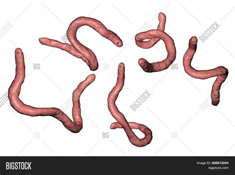 Parasitic Hookworm Ancylosoma 3d Illustration Ancylostoma Duodenale