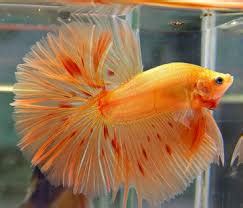 We did not find results for: INFORMASI IKAN CUPANG TERBARU HALFMOON KOI - SEMUA CARA ...