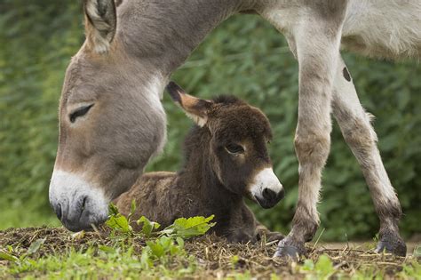 Donkey Equus Asinus Adult With Foal Photograph By Konrad Wothe Fine
