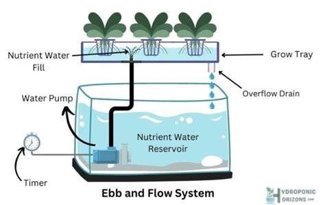 What Is Ebb And Flow Hydroponics And How Does It Work
