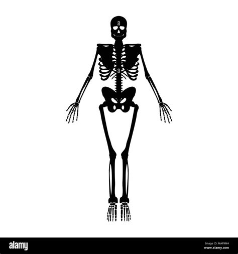 Skeleton Icon Human Skeleton Front Side Silhouette Isolated On White