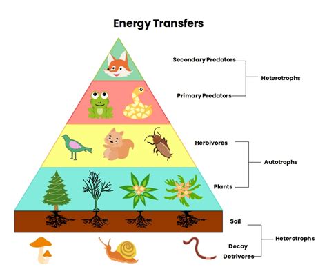 What Is An Energy Pyramid Diagram Edrawmax Online