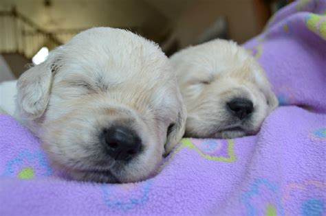 Next breeding will be early 2021, with puppies ready to go home spring 2021. AKC English Cream Golden Retriever Puppies Wisconsin