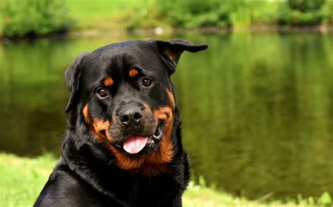 Todas Las Razas De Perros Grandes Tipos Fotos Y Mascota Y Salud