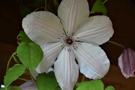 Clematis John Paul Ii — Plantamus Vivero Online