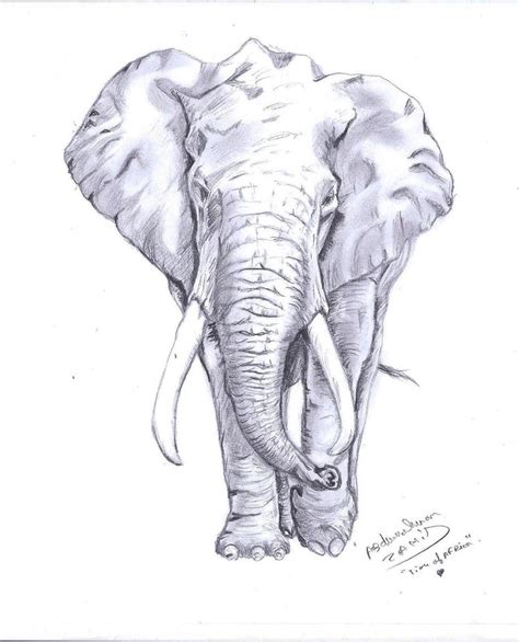 Elephant Drawing By Abzahid By Abzahid On Deviantart