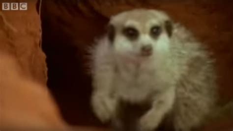 Adorable Baby Meerkats Explore The Wild Bbc Wildlife Youtube