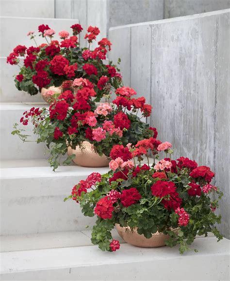 Geraniums Always Make A Wonderful Addition To Your Outside Space The