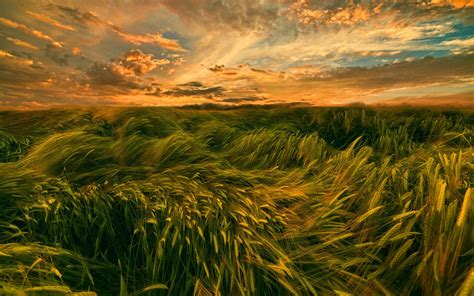 Download Wallpapers Wheat Field Sunset Stormy Wind Summer Young