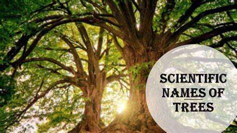 Scientific Names Of Trees Iblogschool