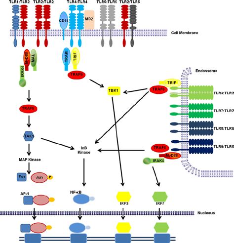 Signaling Pathway Of Toll Like Receptors Tlrs Function In Dimers Download Scientific Diagram