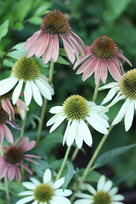How To Grow Echinacea Purple Coneflower For The Cutting Garden — The
