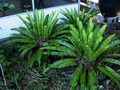 Plants For South Florida Tropical Landscaping 10 Native In
