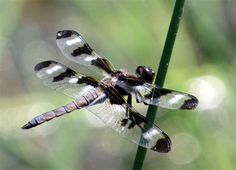 Related Image Dragonfly Insect Rare Species Dragonfly