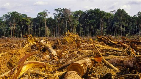 No frenar la deforestación en Amazonia sería un suicidio alerta