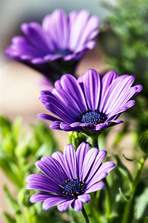 Beautiful2me Purple Daisy Flower Phone Wallpaper Blossom Garden