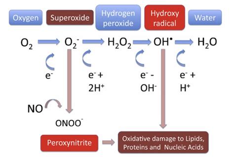 1 Schematic Showing Reactions Involved In Ros Generation Superoxide