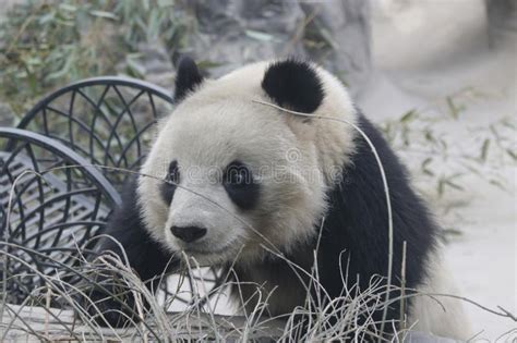 Funny Pose Of Giant Panda Name Dian Dian In Beijing China Stock Image