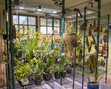 The bare rooted strawberry runners can be placed directly in the net pots and expanded clay medium can be filled to close the gaps and also provide anchorage to the plant. The Indoor Sun: Growing orchids under high intensity LED ...