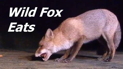 Fox Feeding Wild Red Foxes Come To Eat Uk Foxes Part 2 Youtube