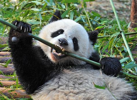 Panda Conservation Volunteering In China The Great Projects