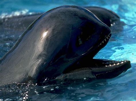 Black whale — noun 1. Fantastica Animal: Pilot Whale