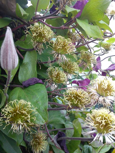 Find out how and when to prune, with the help of this practical guide. Clemitis Curls | Clematis, Plants