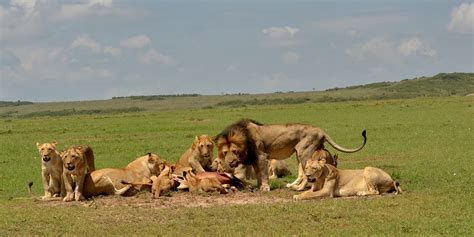 The Big Five Animals In Africa Pride Drive Tour Solutions Limited